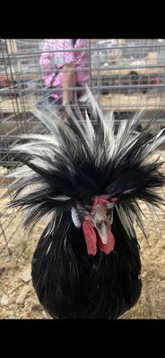 Funniest looking chicken I ever saw