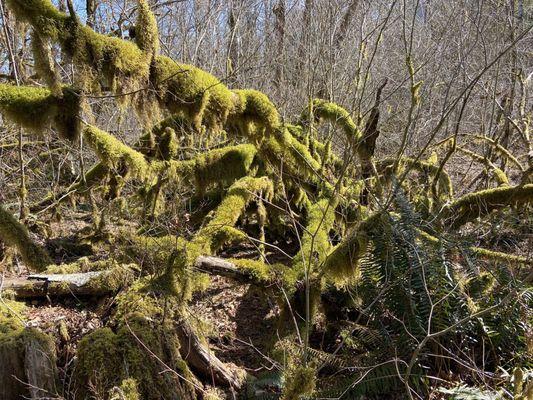 Moss on branches