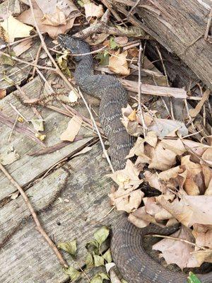 Western Cottonmouth???