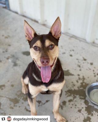 Louie at Dog day care!