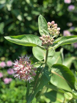 Prairie Milkweed