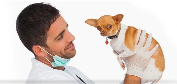 Pet Dental Care in Broadview, IL