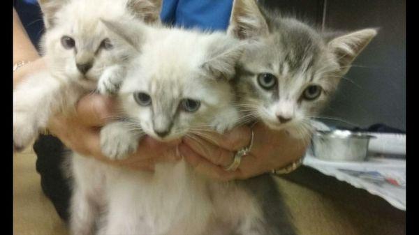 3 kittens found in a parking lot. Found homes for all of them after a clean bill of health.