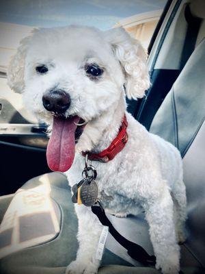 This old doggo looks like a dashing young after his grooming