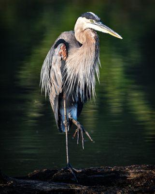 Great Blue Heron