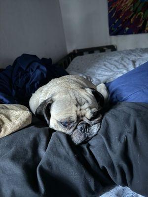 Doug the pug