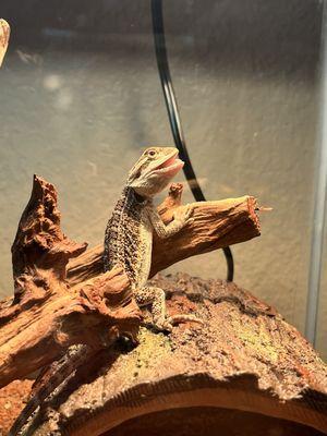 My bearded dragon