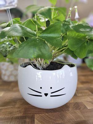 Who doesn't love a kitty cat vase full of shamrocks?!