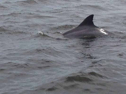 Dolphins diving! :)