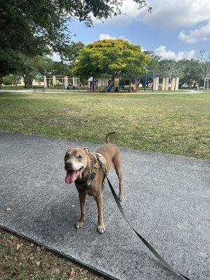 Snapper Creek Park doggie