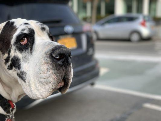 Profile of a Dane named Moose.