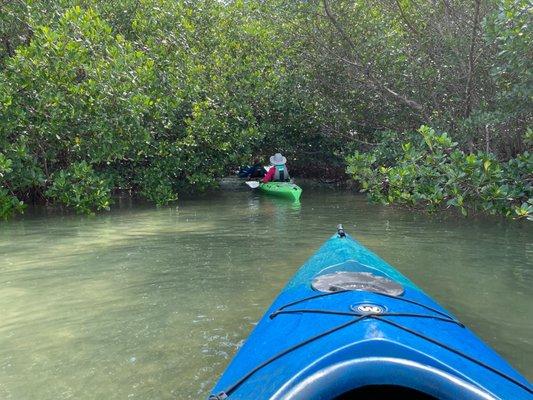 Entering a mangrove tunnel.