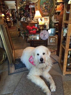 Abigail, our shop mascot, just inside the front door, and ready to greet her guests!