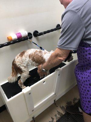 DIY dog bath