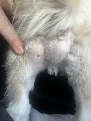 Hole/Cut Done by Unique Pet Salon