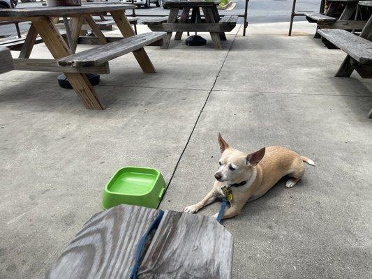 Dog friendly outdoor dining.