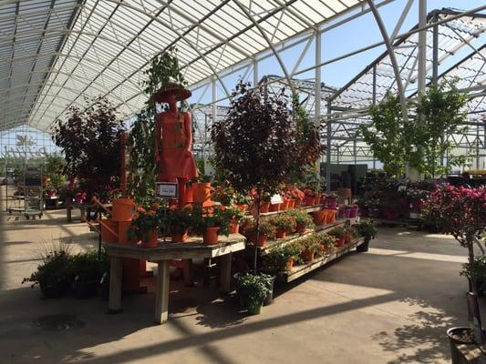 Displays for summer 2016 - in the greenhouse