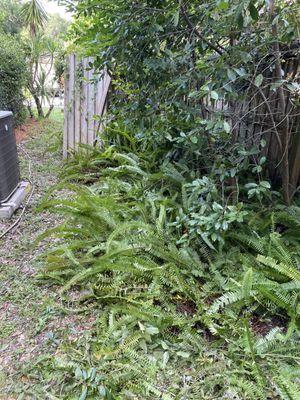 Trampled plants, ferns. Broken gate.