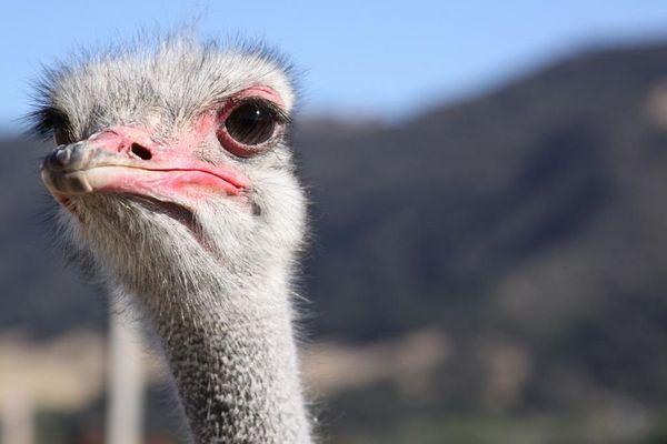 Feed the ostriches and emus at Ostrich Land USA!