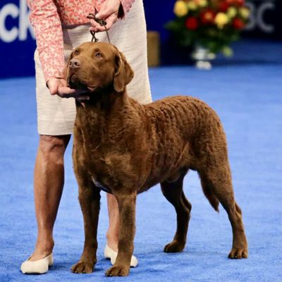 Madison, Chesapeake Bay retriever, winner of the sporting group. NBC