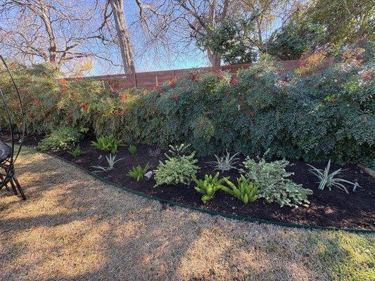 Mulch and Plants, December 2024