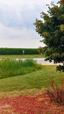 directly across the street the corn starting to grow nice and high.. one of Illinois's biggest cash crops