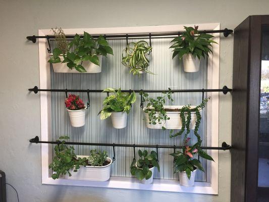 Original Plant Wall