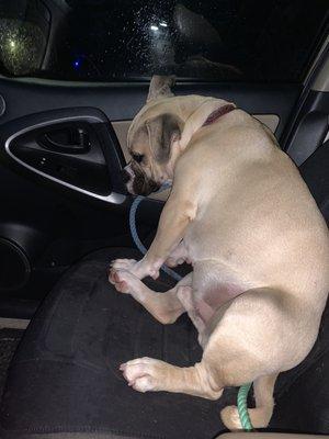 Falling asleep on the way home from daycare