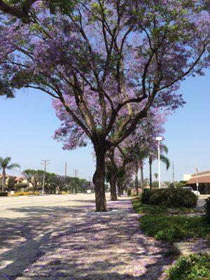 A long row of purple Jacaranda trees line a Chino Streetside.