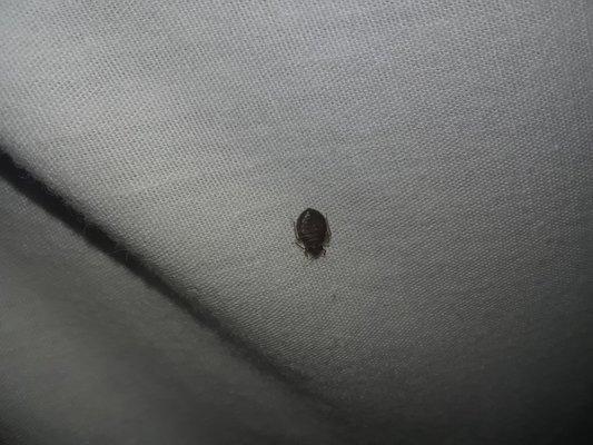 WARNING BED BUGS!!!! MEMORIAL WKND !!!!! WE GOT TERRIBLE BITES!!!!!! 0 MANAGEMENT REMORSE OR FULL REFUND