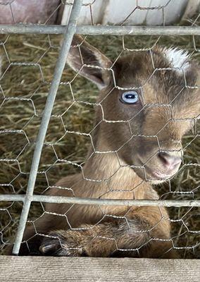 Pigmy goat?