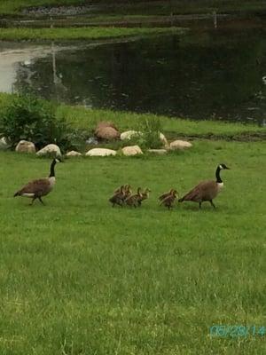 Geese!  Geese!  Geese!