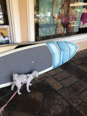 Fendi admiring the surf board