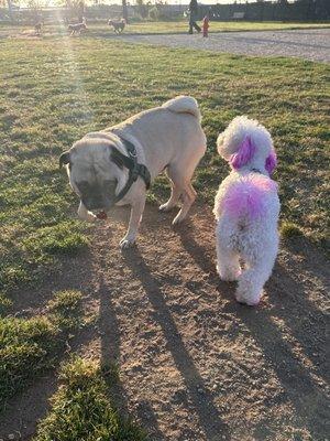 Geo and a new friend with pink