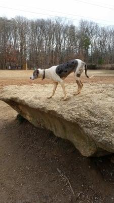 Rock climbing at south run dog park