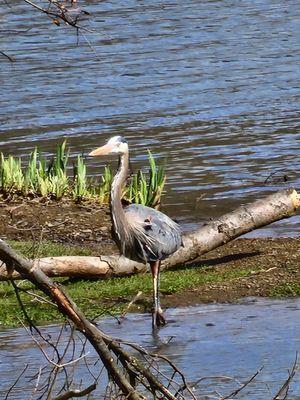 Henry the Blue Heron hangs out near the Boathouse sometimes!