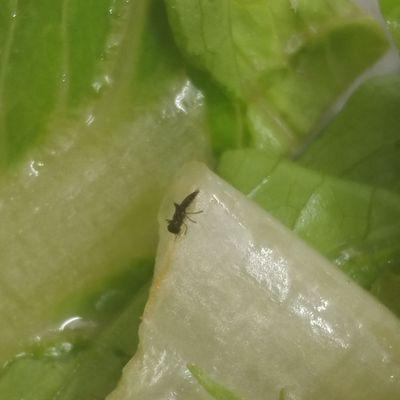 Dead bug in my salad. Gross.