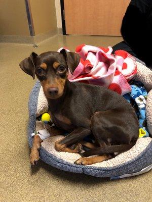 This was our furbaby on the day we visited her, which was also the day she was discharged.