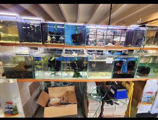 Store with aquarium choices