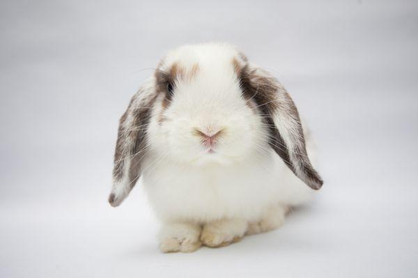 Lop bunlet at Los Angeles Rabbit Foundation