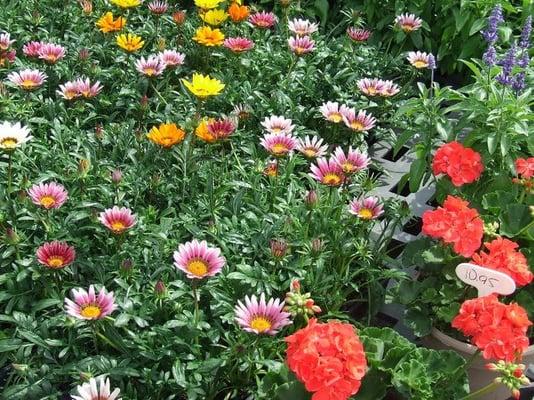 gazanias