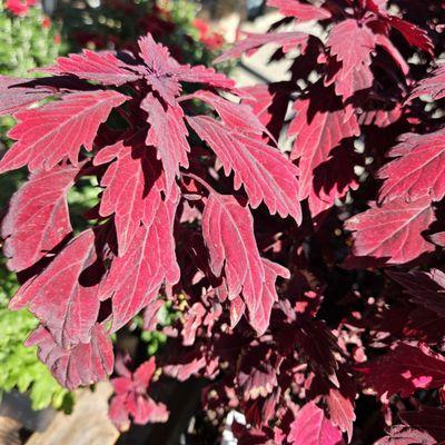 10/1/2024 - gorgeous Coleus