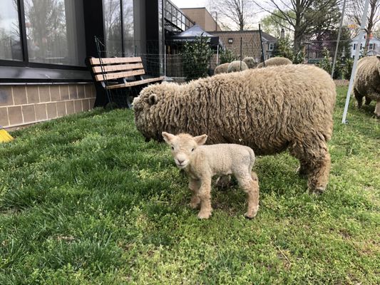 LambMowers at a community event in McLean, VA