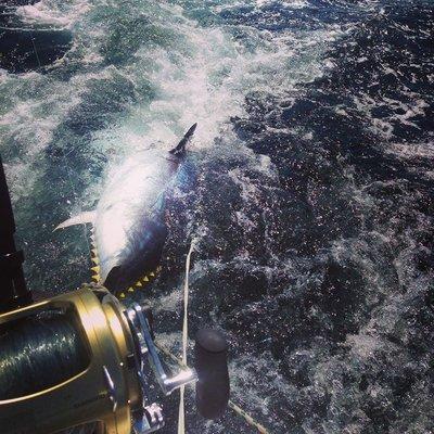 Fat Tuna Guides Fishing Charters - Beverly MA