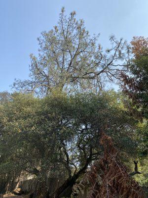 90 foot pine tree removal