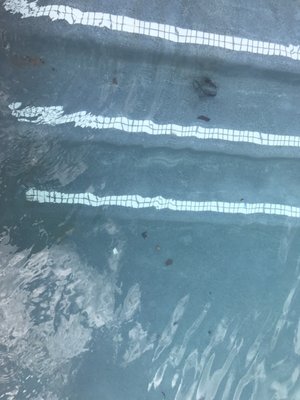 Chunks of hair in the pool that is NEVER cleaned.