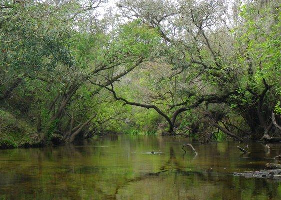 Explore the Amazing and Still Wild Little Manatee River via kayak or canoe from this park.