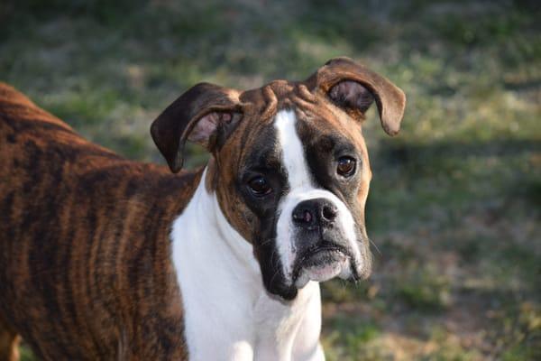 Stella the hilarious Boxer.  If this face doesn't put a smile on yours....