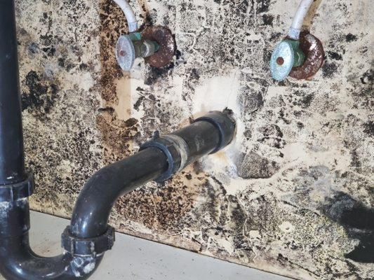 Black mold inspections can help locate water damage problems in your home or office.