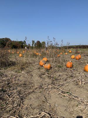 Pumpkin patch